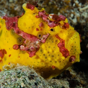 Frogfish geel Filipijnen